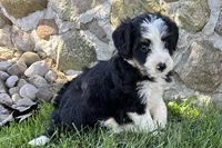 Julia, a female Bernedoodle for sale in Shipshewana, IN – 1 of 8
