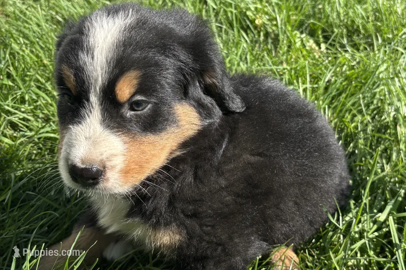 Hank – Bernese Mountain Dog puppy for sale in Shipshewana, IN
