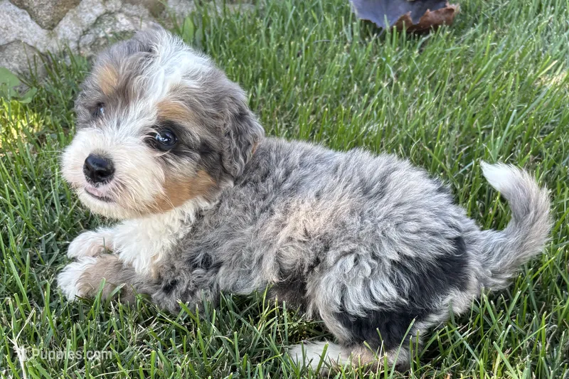 Javie  – Bernedoodle puppy for sale in Shipshewana, IN