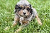 Orbana, a female Bernedoodle for sale in Shipshewana, IN – 5 of 9
