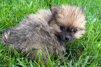 Urie, a male Pomeranian for sale in Shipshewana, IN – 7 of 7