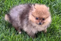 Toby, a male Pomeranian for sale in Shipshewana, IN – 5 of 10