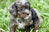 Orion, a male Bernedoodle for sale in Shipshewana, IN – 6 of 9
