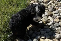 Joella, a female Bernedoodle for sale in Shipshewana, IN – 6 of 6
