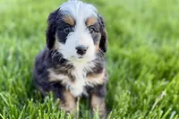 Opal, a female Bernedoodle for sale in Shipshewana, IN – 7 of 9