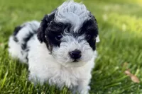 Parker, a male Poodle - Miniature  for sale in Shipshewana, IN – 6 of 10