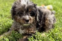Orion, a male Bernedoodle for sale in Shipshewana, IN – 6 of 8