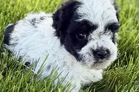Patch , a male Poodle - Miniature  for sale in Shipshewana, IN – 4 of 10