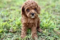 Bree, a female Poodle - Toy  for sale in Shipshewana, IN – 5 of 9