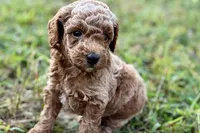 Comet , a male Poodle - Toy  for sale in Shipshewana, IN – 5 of 8