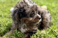 Orion, a male Bernedoodle for sale in Shipshewana, IN – 5 of 8