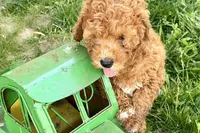Whisper, a female Miniature Goldendoodle for sale in Shipshewana, IN – 2 of 8