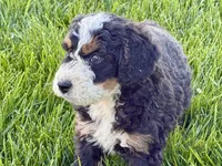 Ollie, a male Bernedoodle for sale in Shipshewana, IN – 9 of 10