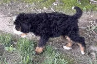 Ollie, a male Bernedoodle for sale in Shipshewana, IN – 8 of 10