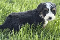 Oscar, a male Bernedoodle for sale in Shipshewana, IN – 9 of 9