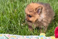 Toby, a male Pomeranian for sale in Shipshewana, IN – 4 of 6