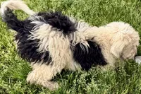 Willow , a female Miniature Bernedoodle for sale in Shipshewana, IN – 7 of 10