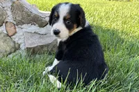 Janice, a female Bernedoodle for sale in Shipshewana, IN – 5 of 7