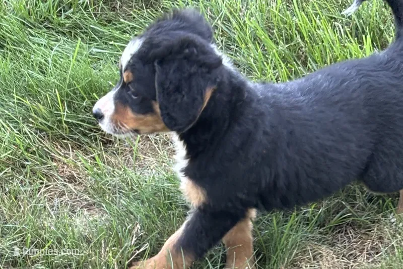 Jen – Bernedoodle puppy for sale in Shipshewana, IN