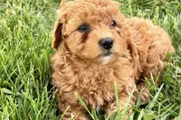 Wiggles, a female Miniature Goldendoodle for sale in Shipshewana, IN – 7 of 10