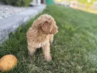 Ozzy, a male Goldendoodle for sale in Shipshewana, IN – 7 of 8