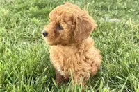 Wiggles, a female Miniature Goldendoodle for sale in Shipshewana, IN – 6 of 10