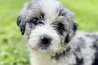 Yogi, a male Bernese Mountain Dog and Miniature Bernedoodle for sale in Shipshewana, IN – 6 of 10