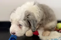 Wiggles, a female Miniature Bernedoodle for sale in Shipshewana, IN – Photo 6 of 10