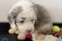 Wiggles, a female Miniature Bernedoodle for sale in Shipshewana, IN – Photo 8 of 10