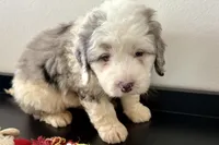 Wiggles, a female Miniature Bernedoodle for sale in Shipshewana, IN – Photo 4 of 10