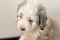 Wiggles, a female Miniature Bernedoodle for sale in Shipshewana, IN – Photo 3 of 10