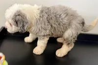 Wiggles, a female Miniature Bernedoodle for sale in Shipshewana, IN – Photo 10 of 10