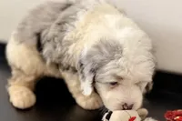 Wiggles, a female Miniature Bernedoodle for sale in Shipshewana, IN – Photo 5 of 10