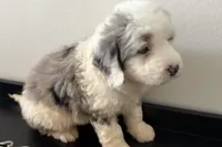 Wiggles, a female Miniature Bernedoodle for sale in Shipshewana, IN – Photo 2 of 10