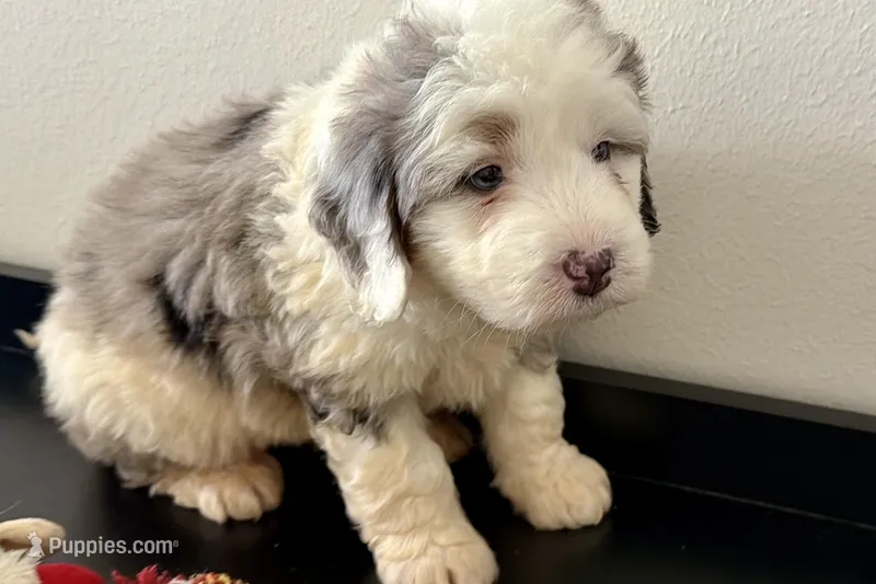Wiggles – Miniature Bernedoodle puppy for sale in Shipshewana, IN
