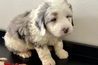 Wiggles, a female Miniature Bernedoodle for sale in Shipshewana, IN – Photo 1 of 10