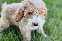 Orvan , a male Goldendoodle for sale in Shipshewana, IN – 9 of 10