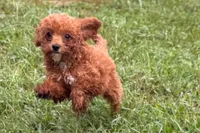 Benny, a male Poodle - Toy  for sale in Shipshewana, IN – 6 of 8
