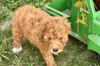 Whisper, a female Miniature Goldendoodle for sale in Shipshewana, IN – 3 of 8