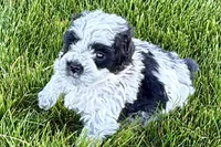 Patch , a male Poodle - Miniature  for sale in Shipshewana, IN – 2 of 10