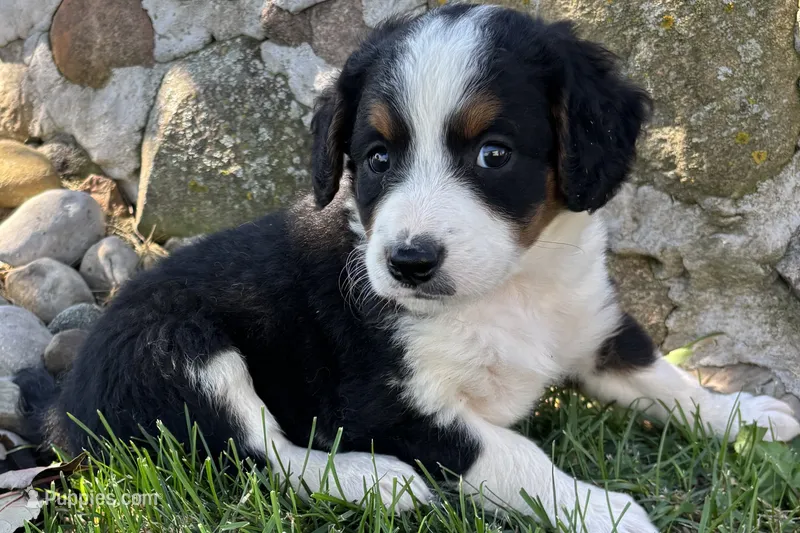 Janice – Bernedoodle puppy for sale in Shipshewana, IN