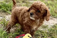 Benny, a male Poodle - Toy  for sale in Shipshewana, IN – 3 of 10