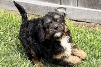 Odin, a male Miniature Bernedoodle for sale in Shipshewana, IN – 3 of 10