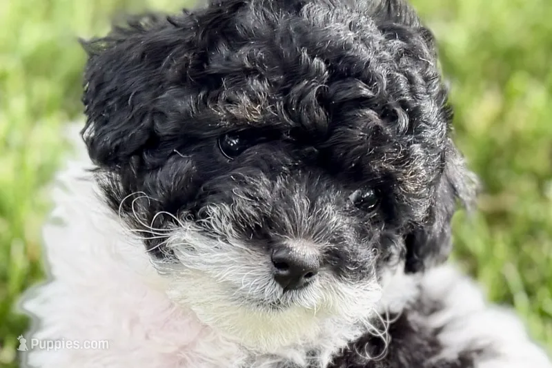 Paris – Poodle - Miniature  puppy for sale in Shipshewana, IN