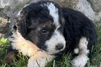 Jericho , a male Bernedoodle for sale in Shipshewana, IN – 5 of 6