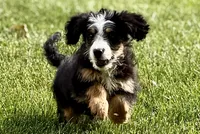 Oaklynn, a female Bernedoodle for sale in Shipshewana, IN – 3 of 9