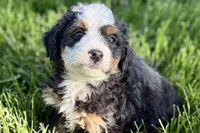 Ocean, a female Bernedoodle for sale in Shipshewana, IN – 3 of 10