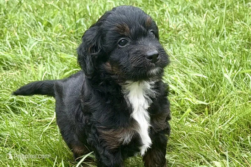 Olivia  – Bernedoodle puppy for sale in Shipshewana, IN