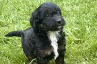 Olivia , a female Bernedoodle for sale in Shipshewana, IN – 1 of 9