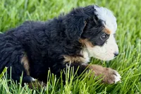Oreo, a male Bernedoodle for sale in Shipshewana, IN – 6 of 10